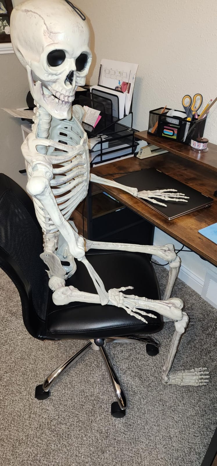 JOYIN 5.6 FT Halloween Posable Life Size Skeleton, Full Body Realistic Bones with Movable Joints customer photo 1