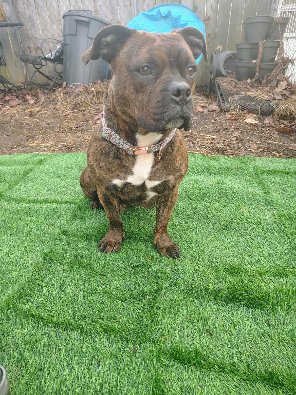 LOOBANI Synthetic Artificial Grass, 3 ft x 5 ft, Turf Grass for Dogs Potty customer photo 1