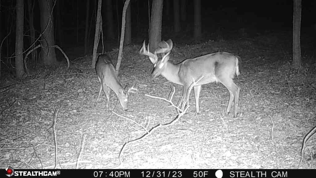 Stealth Cam 36MP Fusion Max Cellular Trail Camera with 0.4 Second Trigger Speed, 80-Feet Detection Range and Infrared Flash (2-Pack) customer photo 2