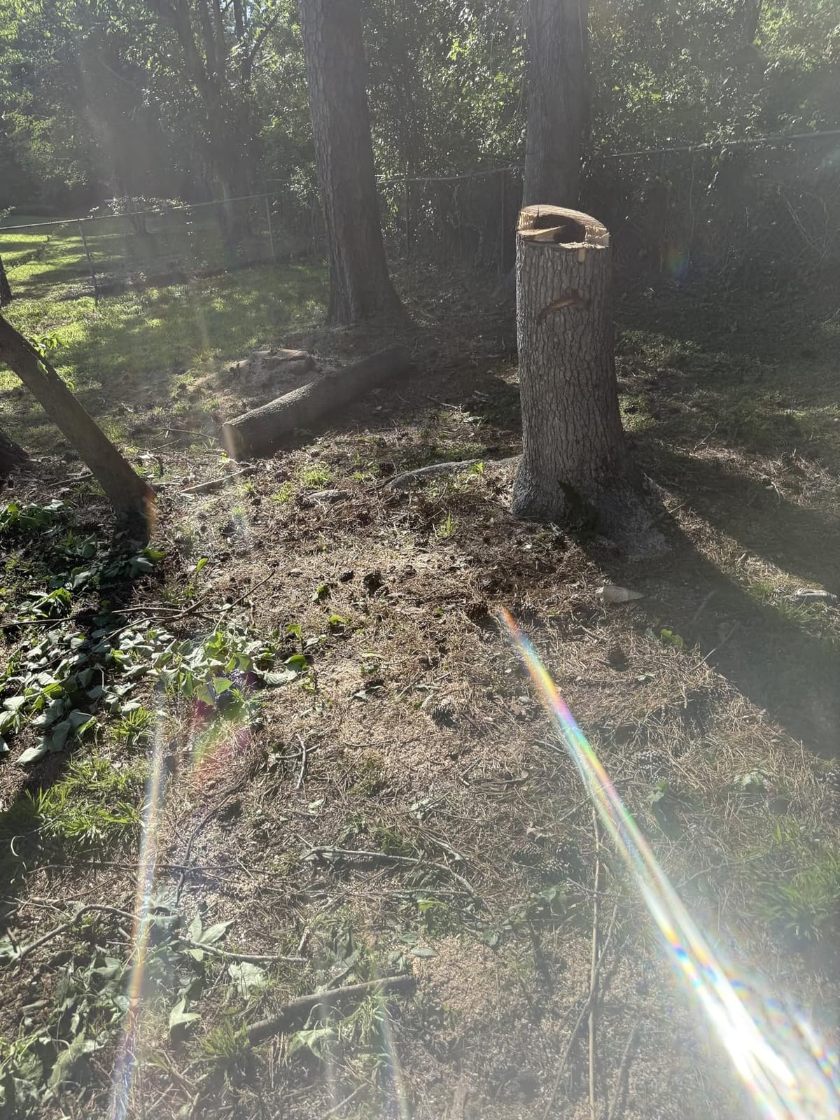 EGO POWER+ Chain Saw, 20” Battery Powered Chainsaw, Electric Cordless, Includes 56V 6.0Ah Battery and Charger – CS2005 customer photo 1