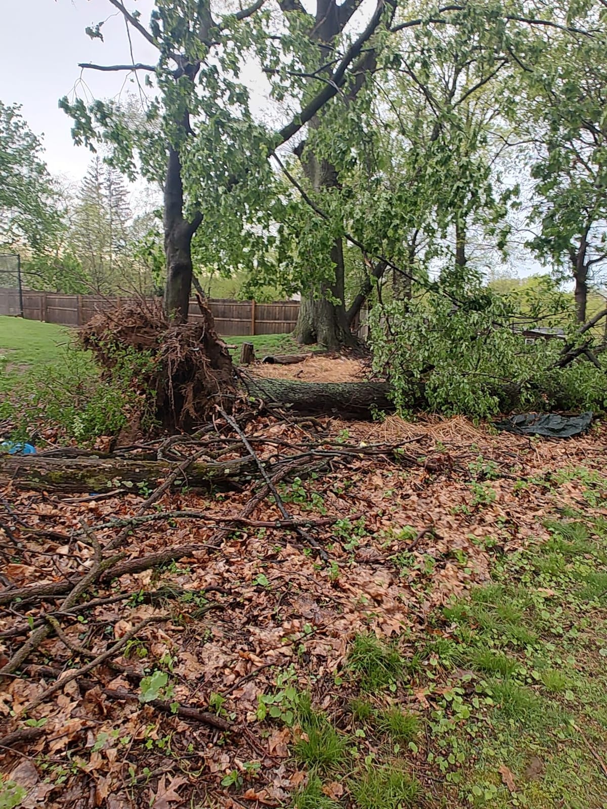 EGO POWER+ Chain Saw, 20” Battery Powered Chainsaw, Electric Cordless, Includes 56V 6.0Ah Battery and Charger – CS2005 customer photo 2