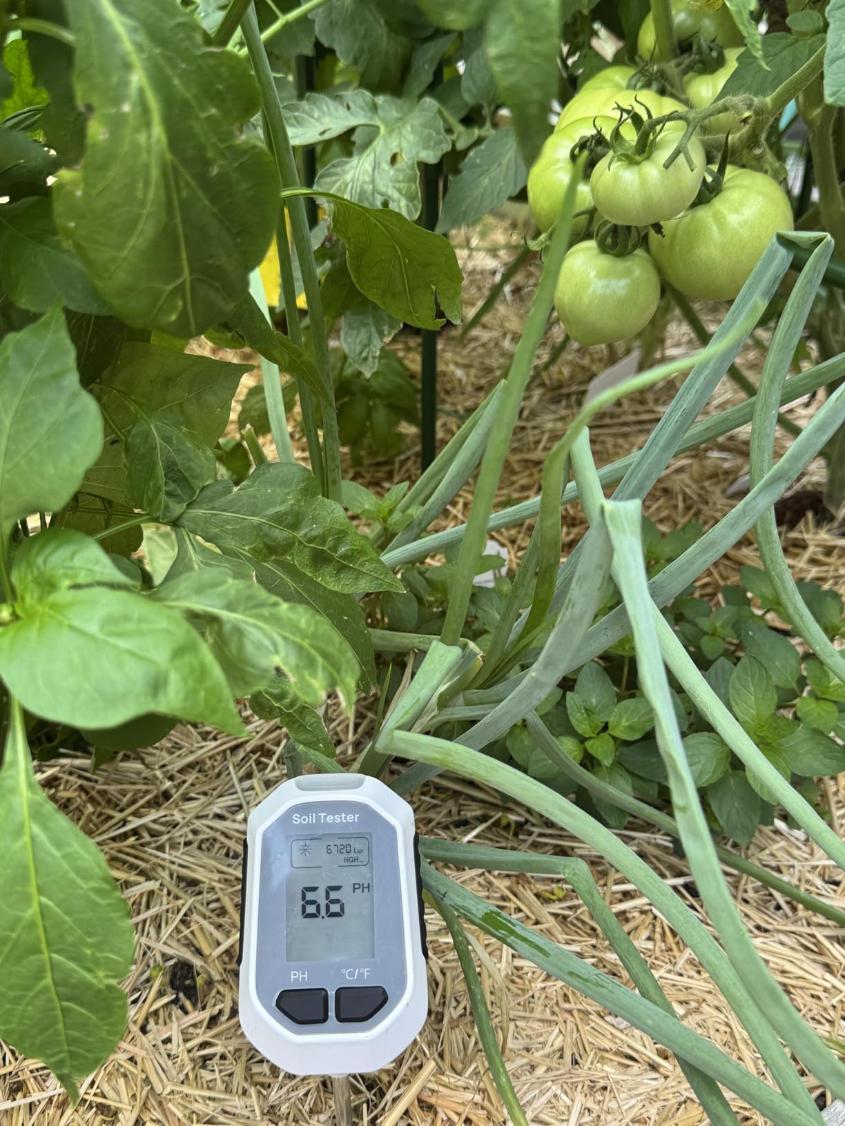 YAMRON 4-in-1 Soil Moisture Meter Digital Plant for Outdoor Plants | Temperature/Soil Moisture/pH Meter/Sunlight Intensity, Backlight LCD display, Foldable, Rust proof probe, Easy-to-Read and Use customer photo 1