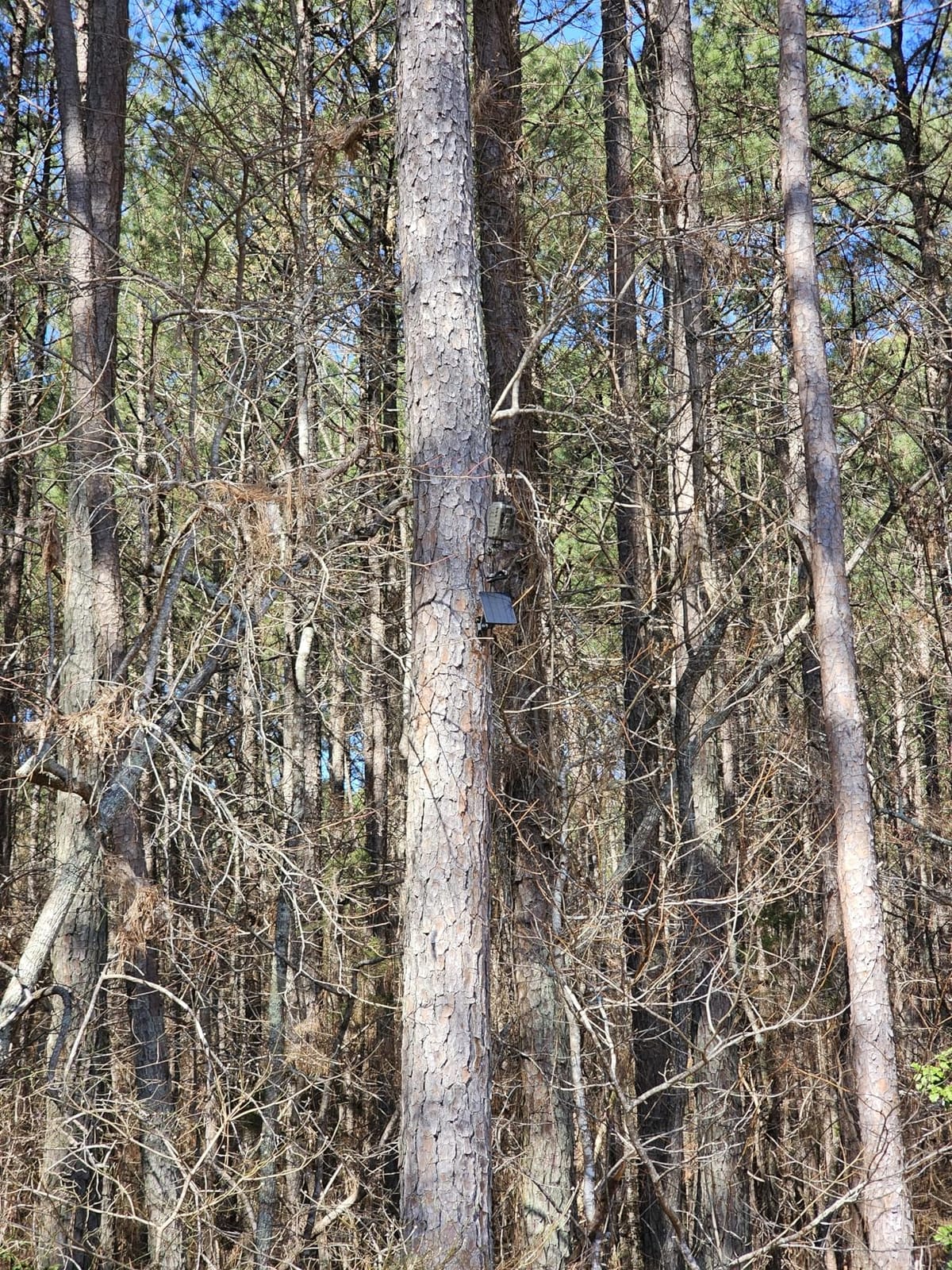 Trail Camera Mount, 4-Pack 360° Tree Bracket, 1/4in Thread, Camo customer photo 1