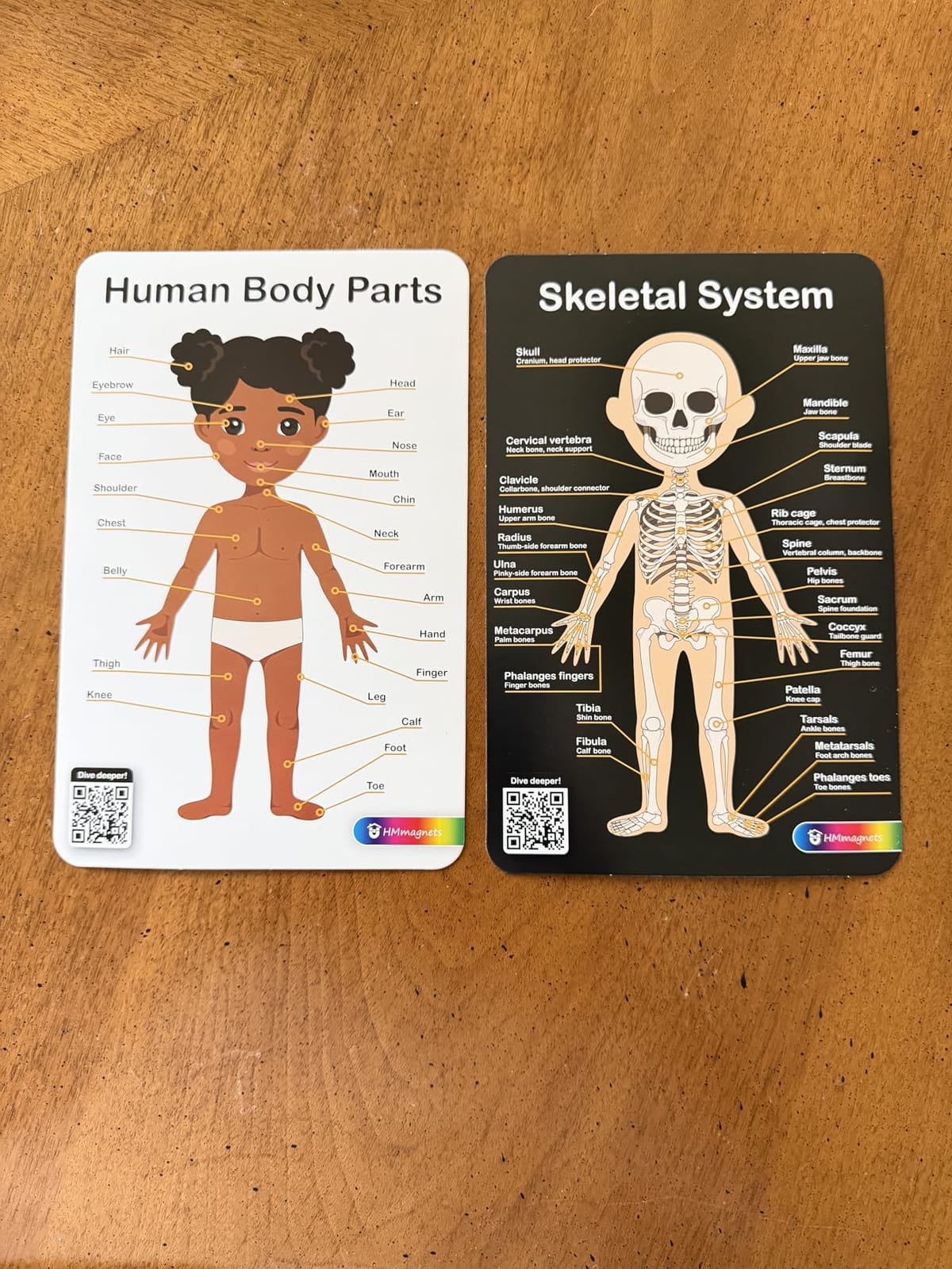 MyBODY Large Human Body Anatomy Model for Kids & Teens - Bottom-to-Top Magnetic Assembly Toy & Educational Learning Kit with Skeleton Base, 7 Puzzle Layers incl. Muscular, Digestive & Nervous Systems customer photo 1