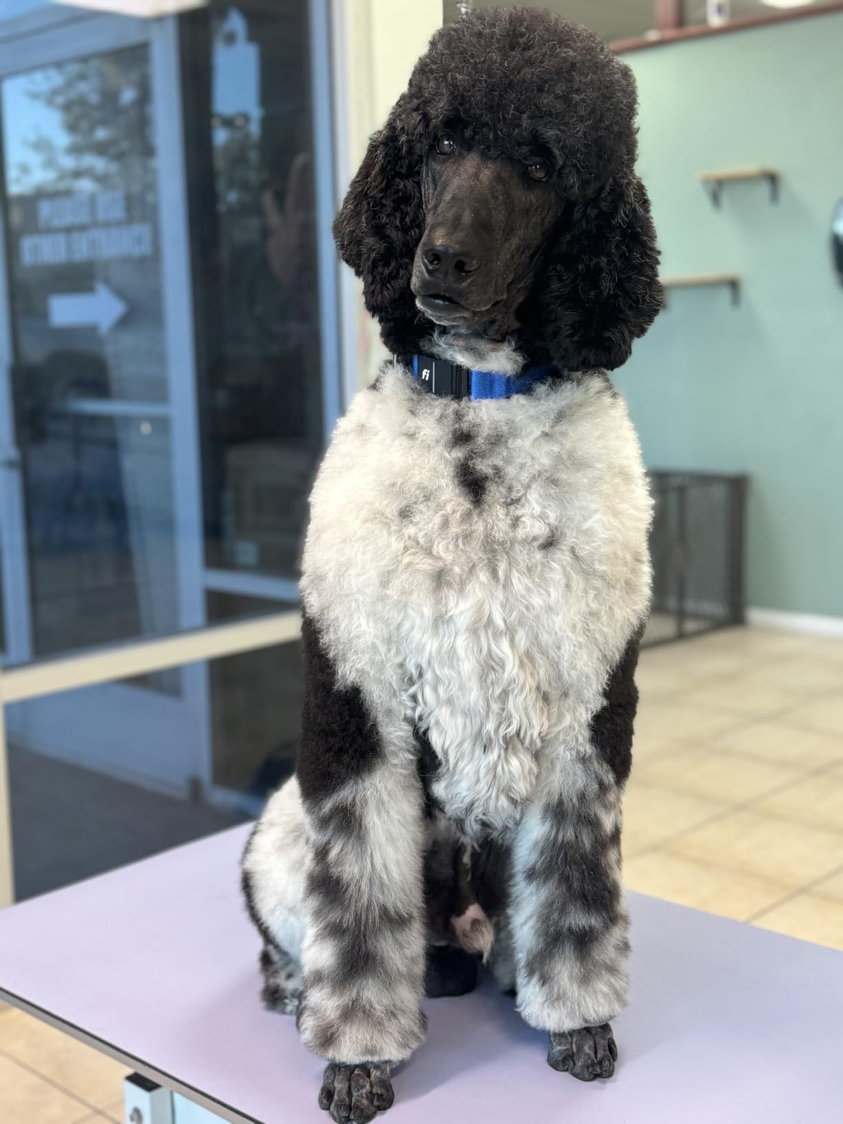 Fi Series 3+ GPS + Health Dog Collar, Gray, Large, 6-Month Membership | Smart GPS dog collar with live tracking, health & behavior, Escape Alerts, LED light. Waterproof and Apple Watch compatible. customer photo 2