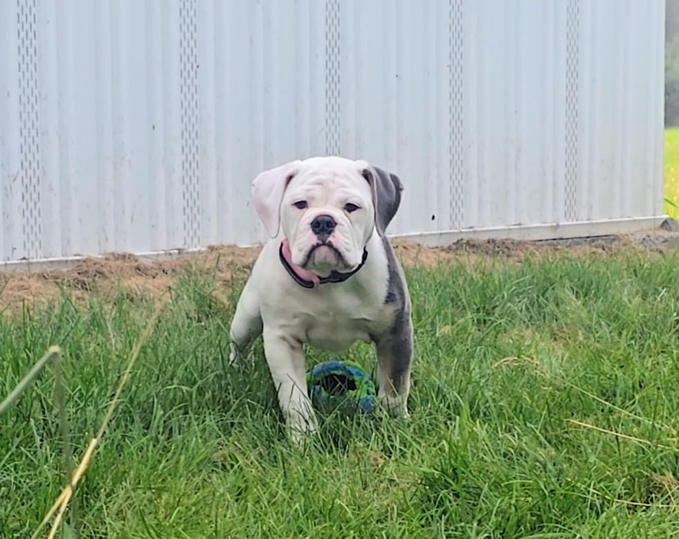 No Shock Dog Training Collar, Beep and Vibrating Dog Collar with Remote 2800Ft, Vibration Collar for Small Medium Large Dogs - No Prongs customer photo 1