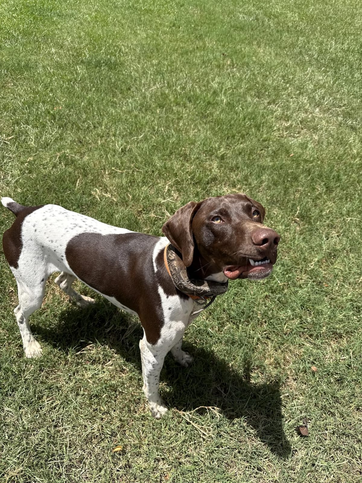 Halo Collar 5 GPS Wireless Dog Fence, Ranger customer photo 1