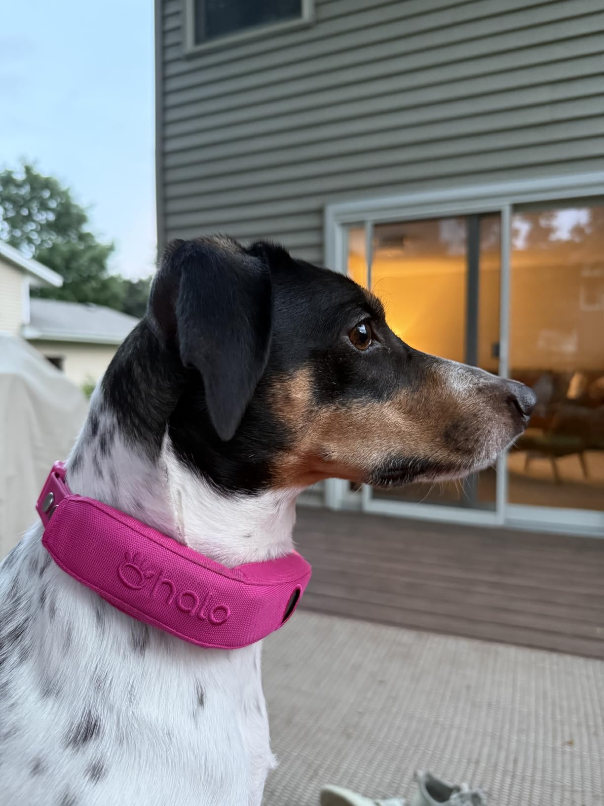 Halo Collar 5 GPS Wireless Dog Fence, Ranger customer photo 2