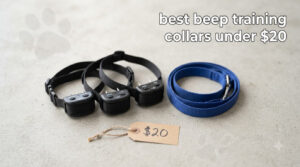 best beep training collars under $20