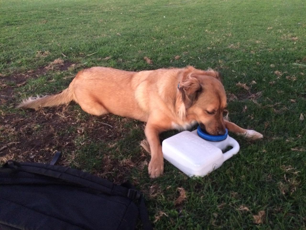 Lixit® Water Boy Portable Travel Dog Bowl - 3 Quart Spill Free Self Filling Pet Water Bowl - Made in USA (White, 1 Pack) customer photo 1