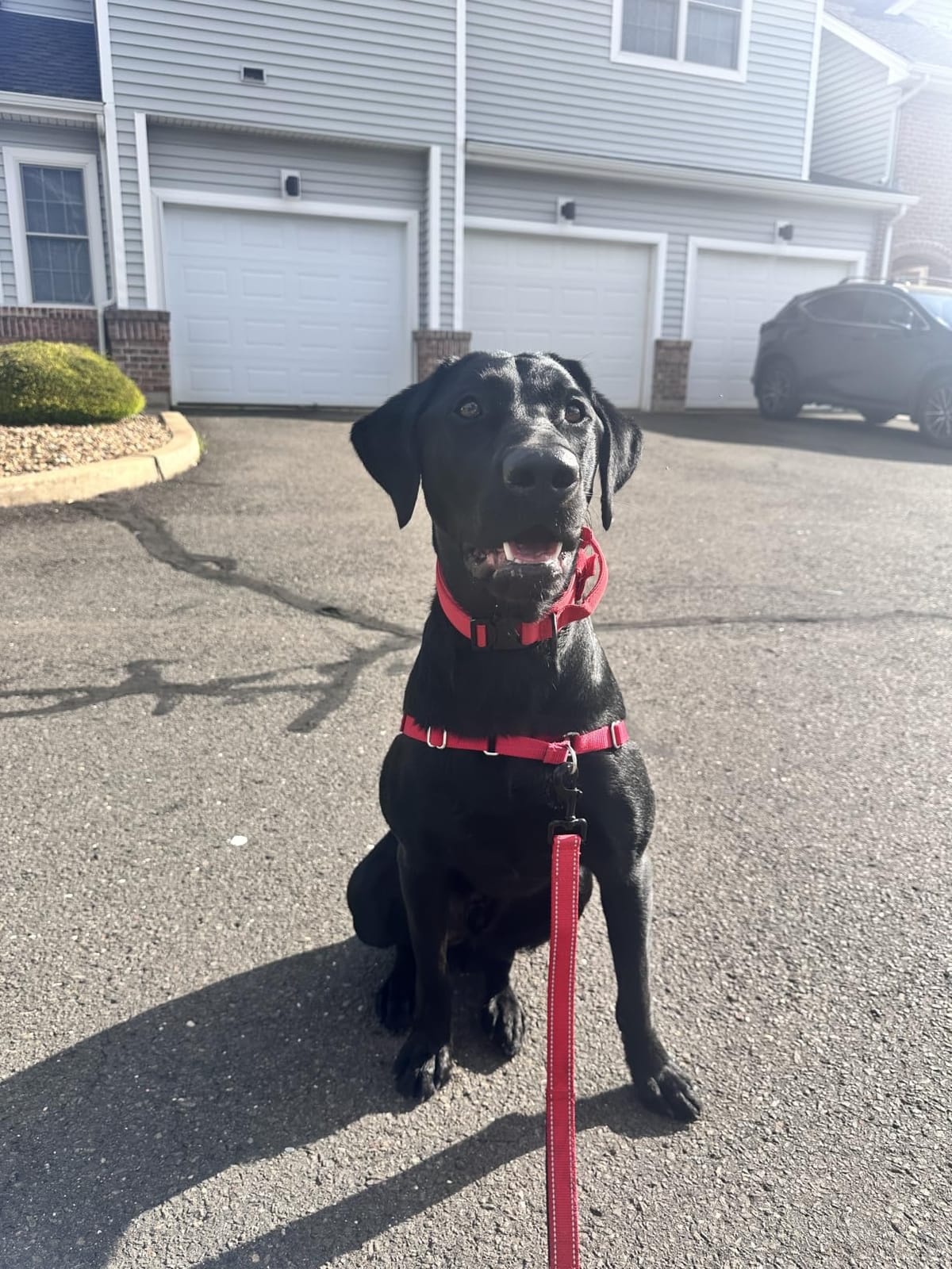 PetSafe Easy Walk Harness, No Pull Dog Harness, Black, Medium customer photo 2