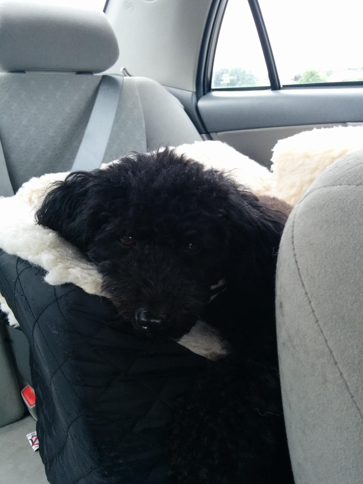 Snoozer Lookout I Car Seat - Dog Car Seats for Small Dogs, Puppy Booster Bed for Small Sized Pets up to 18 Lbs, Elevated, Washable - Size S, Black Quilted customer photo 1