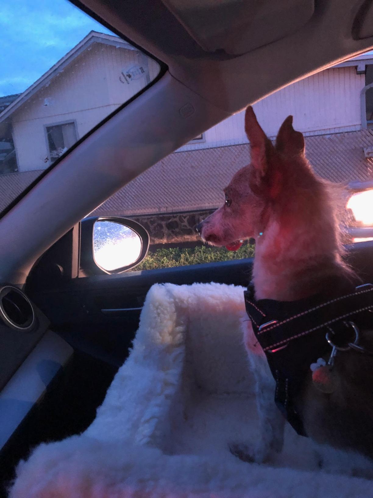 Snoozer Lookout I Car Seat - Dog Car Seats for Small Dogs, Puppy Booster Bed for Small Sized Pets up to 18 Lbs, Elevated, Washable - Size S, Black Quilted customer photo 2