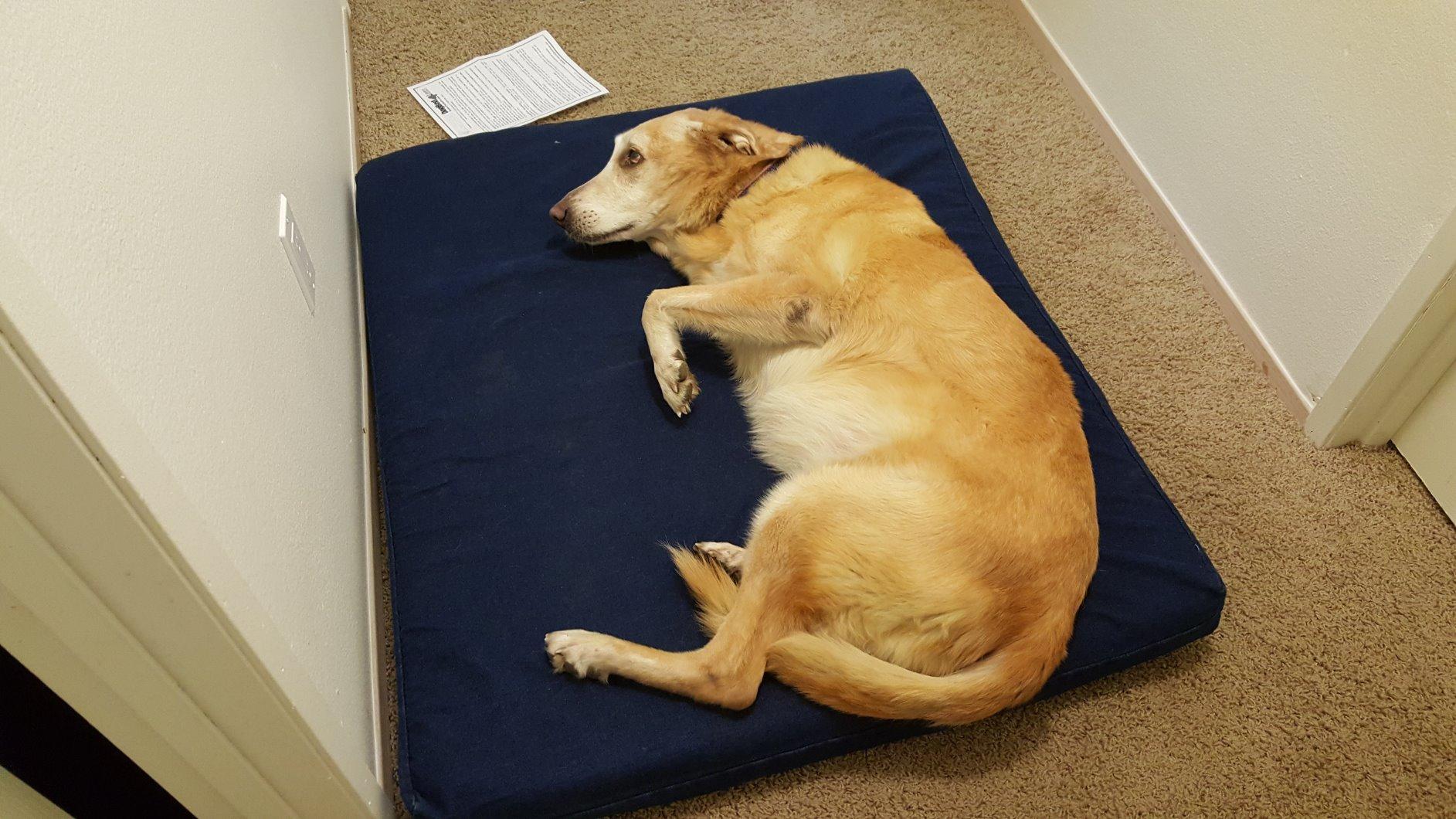 Dogbed4less Extra Large Orthopedic Memory Foam Dog Bed for Large Dogs with Durable Waterproof Internal Case, Removable Washable Denim Cover and Bonus Pet Bed Cover, 47X29X4 Fits 48X30 Dog Crate, Blue customer photo 2