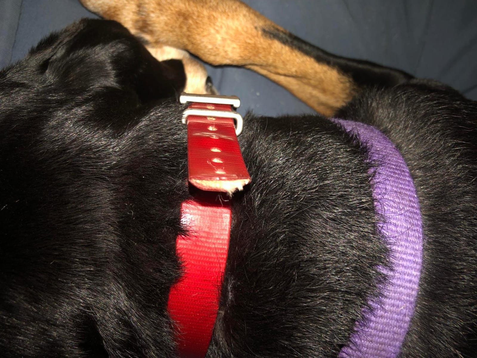Garmin PT10 Dog Device Red Collar (Pro 70/Pro 550) customer photo 1