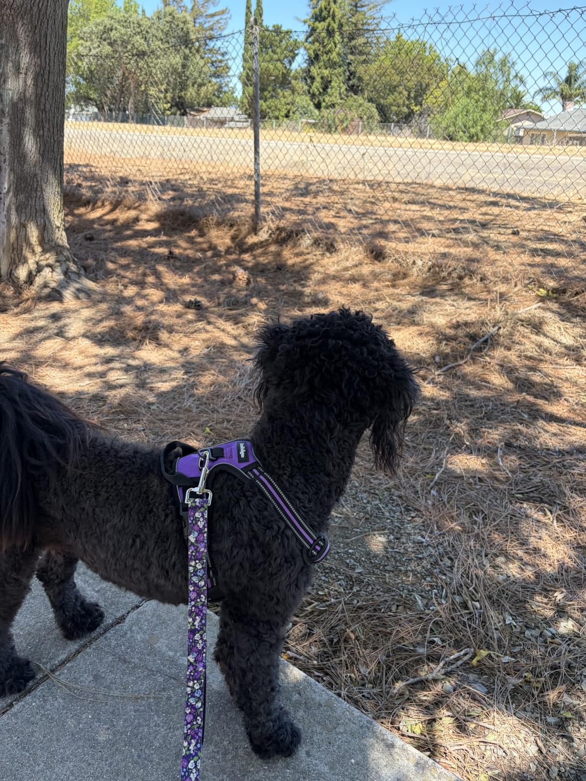 rabbitgoo Dog Harness, No Pull Medium Sized with 2 Leash Clips, Pet Vest customer photo 1