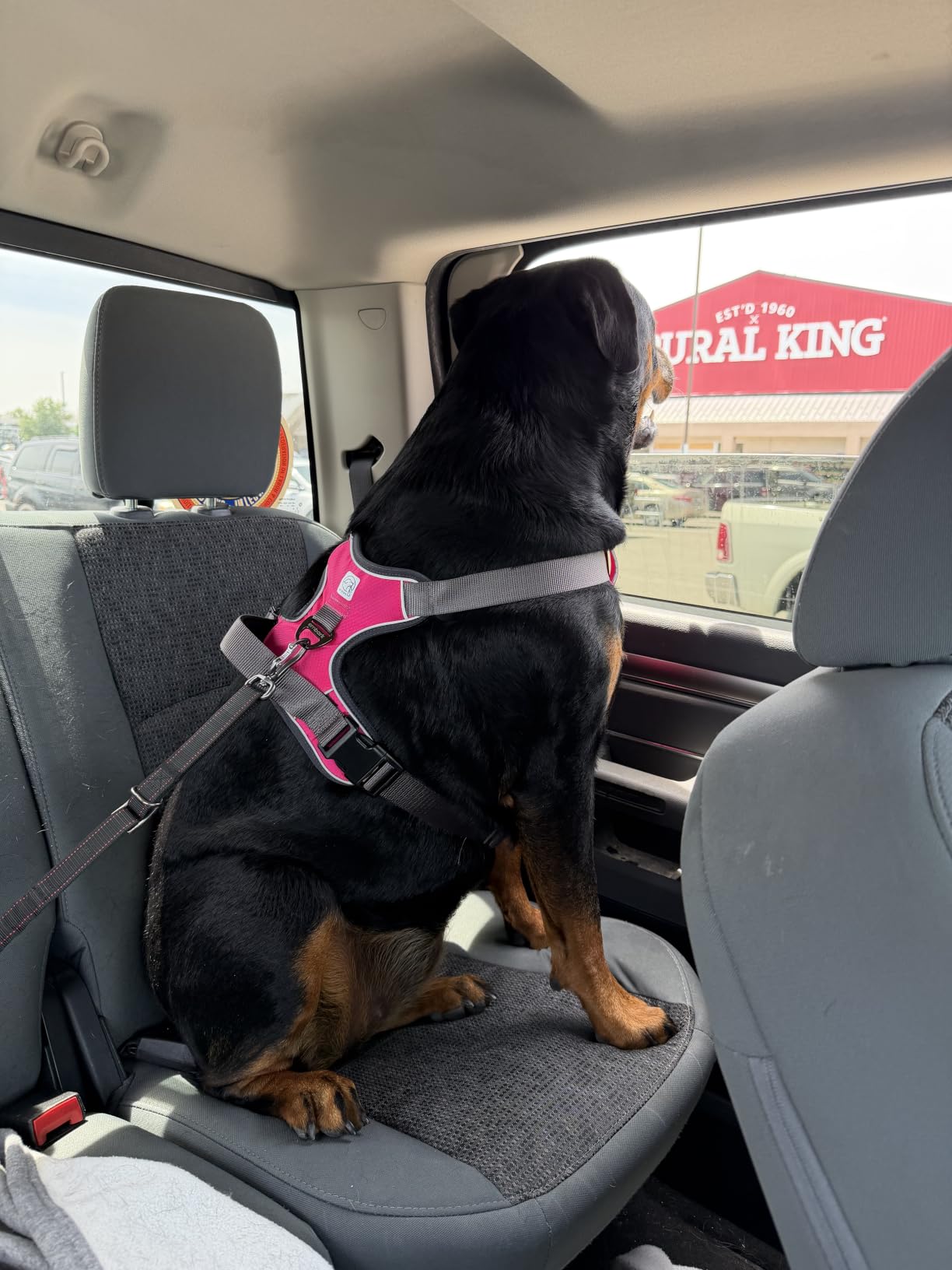 Embark No Pull Dog Harness, Reflective Adjustable Training Vest, No Choke customer photo 2