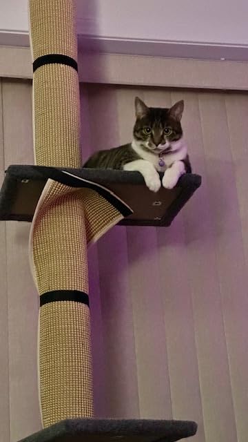 Cat Craft Cat Tree Floor to Ceiling 95-108