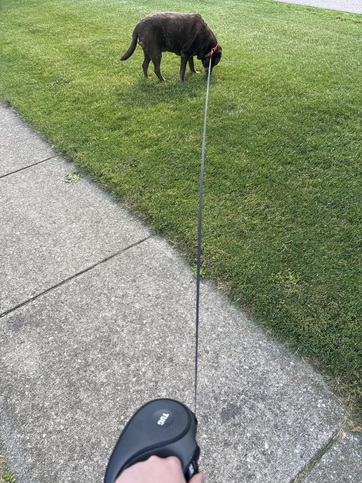 TUG Original Retractable Dog Leash, 16 ft (Medium, White) customer photo 2