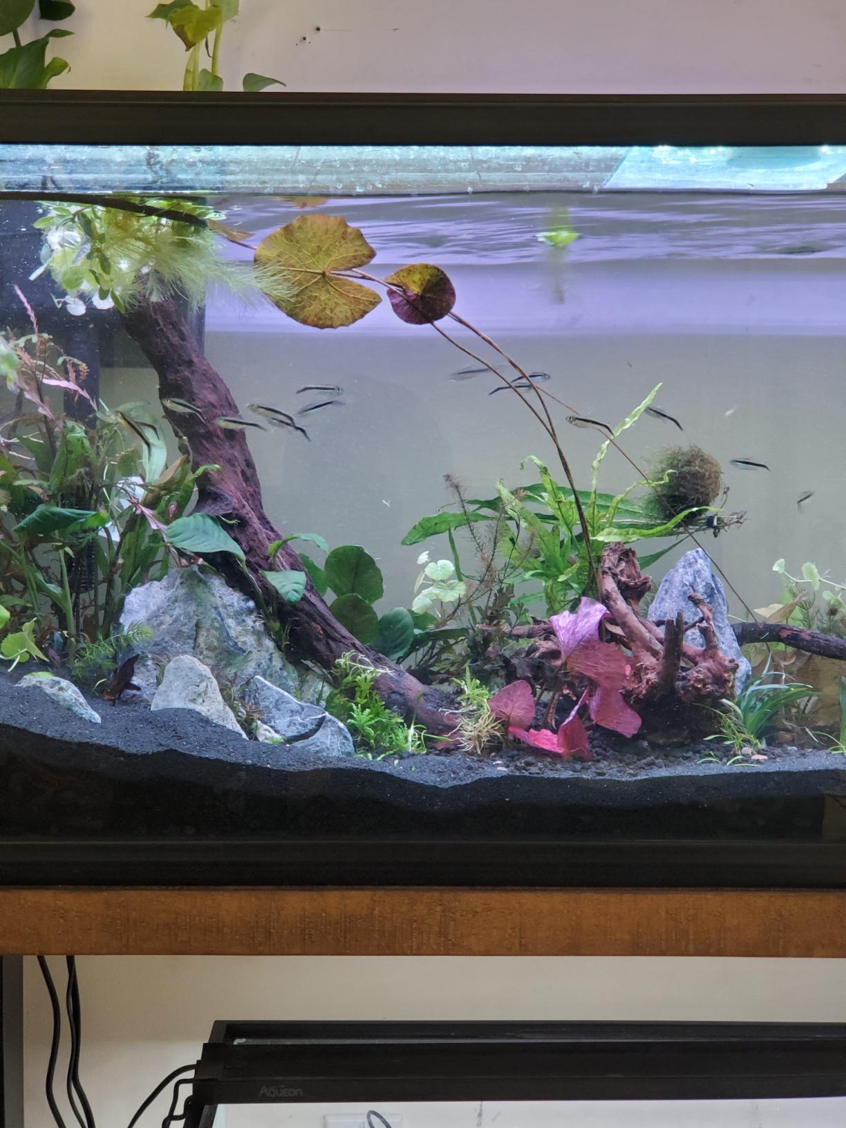 Jebao SOW-8 Wave Maker Flow Pump with Controller for Marine Reef Aquarium customer photo 2