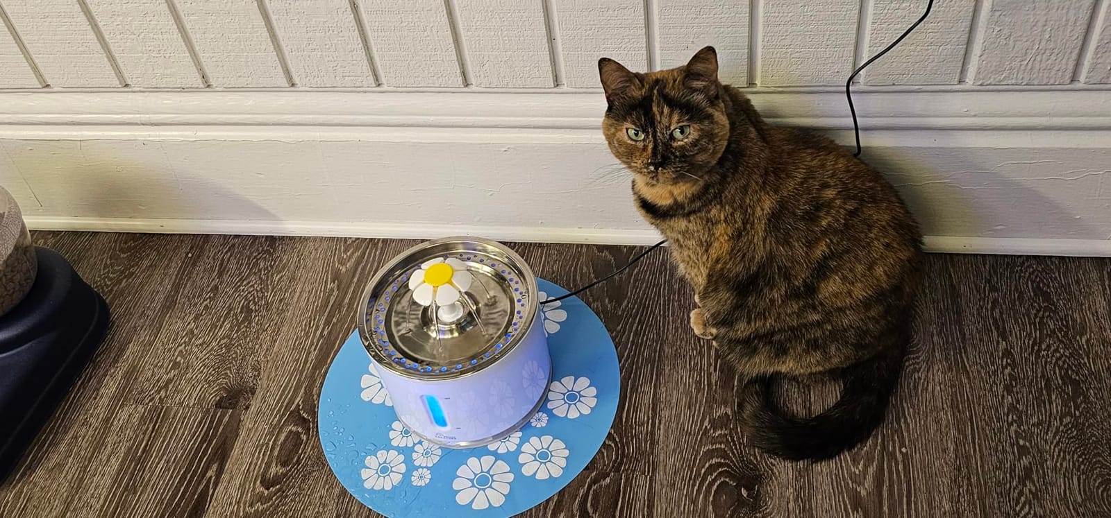 Wonder Creature Cat Water Fountain Stainless Steel Lid 81oz/2.4L-3 Filters customer photo 2