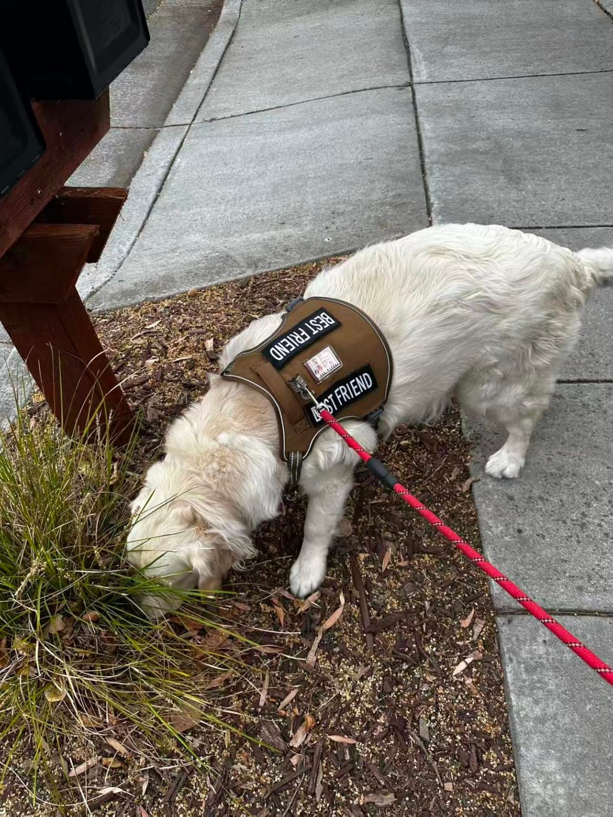 AUROTH Dog Harness for Large Dogs, No Pull Tactical Dog Vest Heavy Duty customer photo 1
