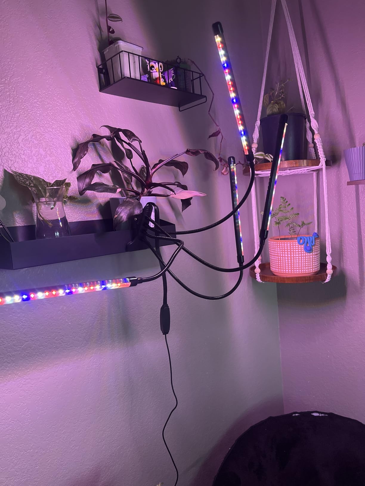 LEOTER Grow Light for Indoor Plants - Upgraded Version 80 LED Lamps with Full Spectrum & Red Blue Spectrum, 3/9/12H Timer, 10 Dimmable Level, Adjustable Gooseneck,3 Switch Modes customer photo 2