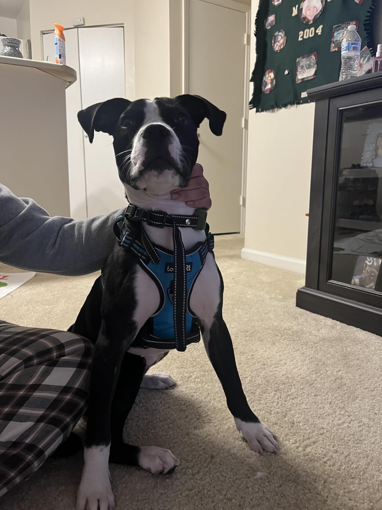 tobeDRI No Pull Dog Harness Adjustable Reflective Oxford Easy Control Medium Large Dog Harness with A Free Heavy Duty 5ft Dog Leash, Blue, L customer photo 1