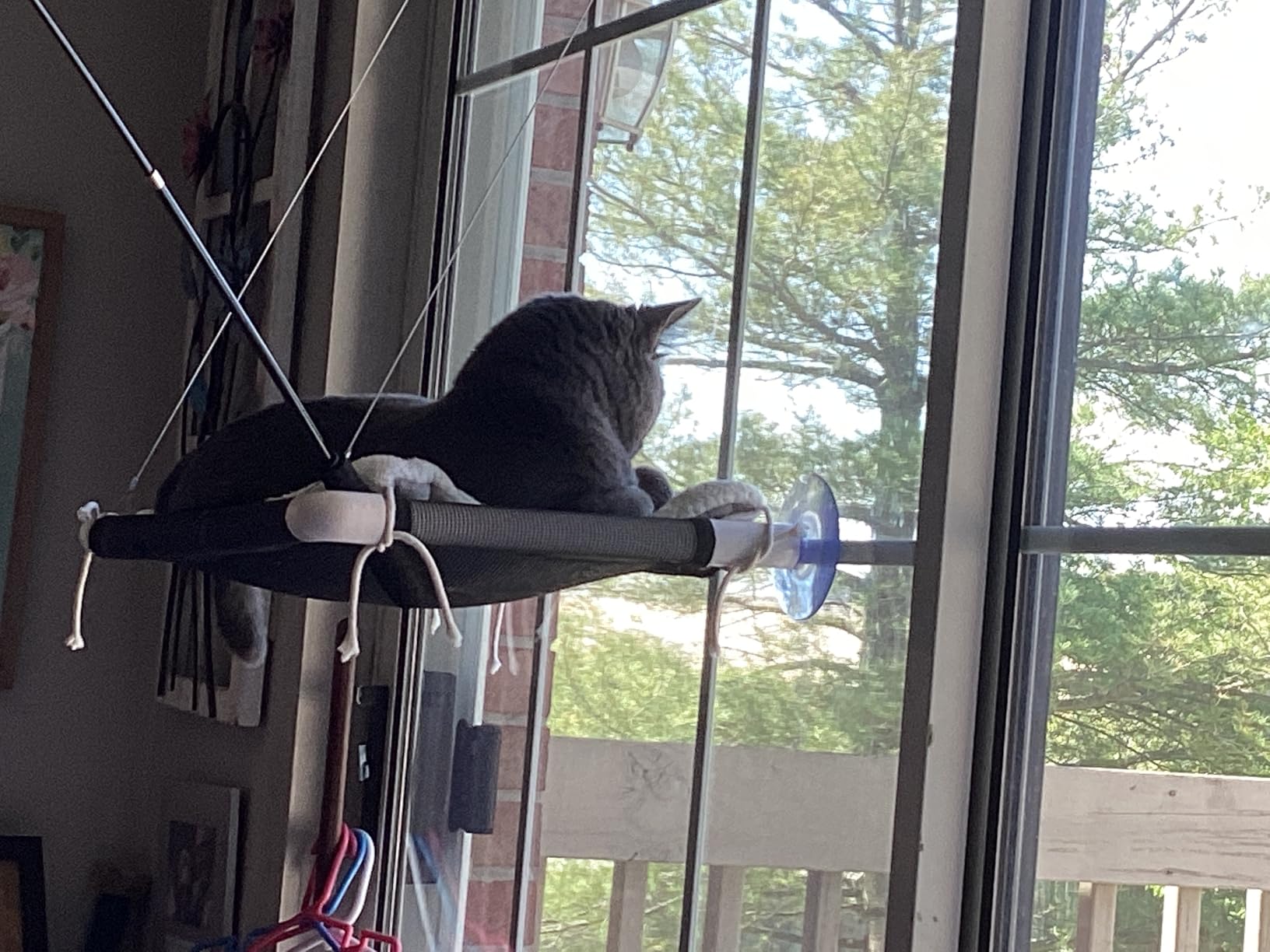Cat Window Perch, Cat Hammock w/Fleece Blanket Upgraded Screw Suction Cups customer photo 1