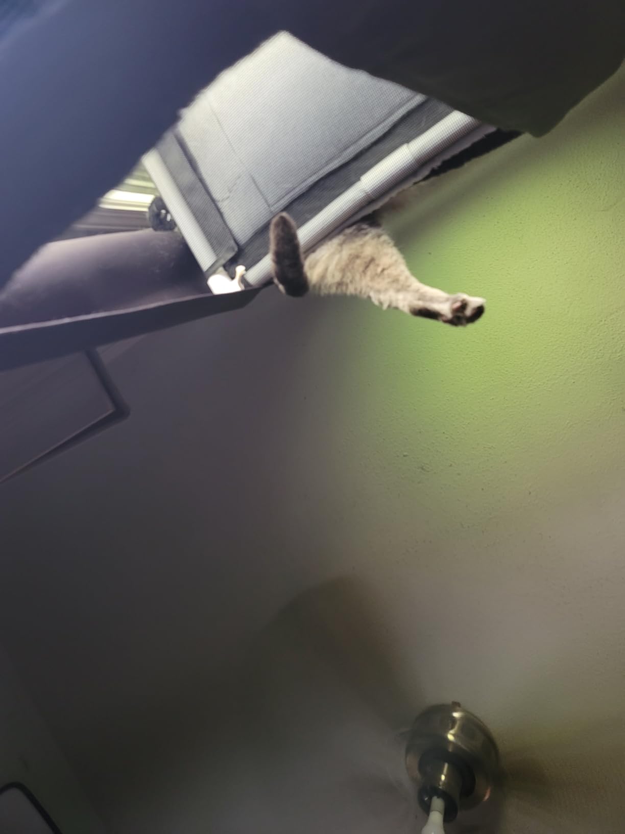Cat Window Perch, Cat Hammock w/Fleece Blanket Upgraded Screw Suction Cups customer photo 2