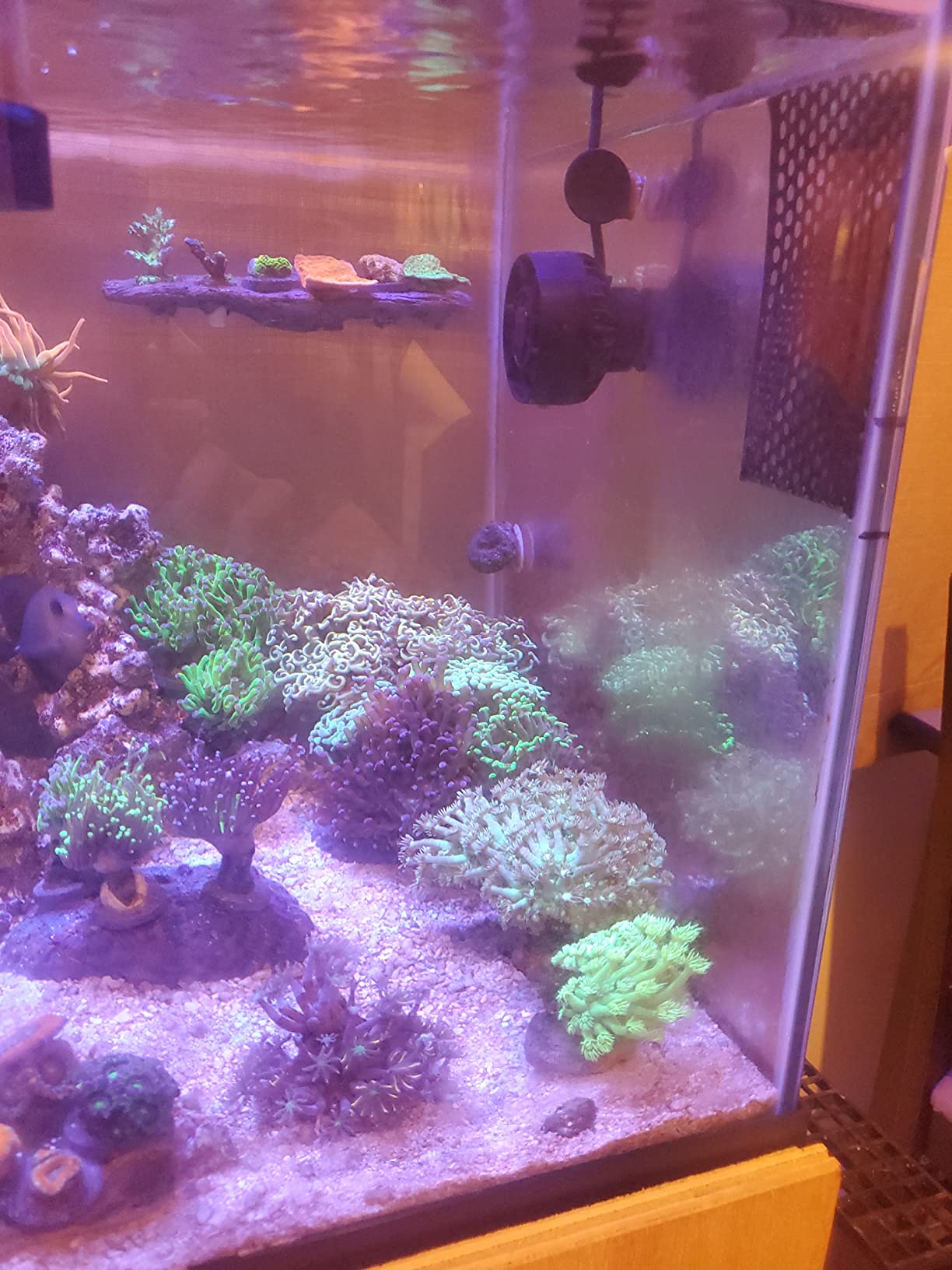 Jebao SLW-10 Aquarium Wavemaker, 1,065 GPH customer photo 2