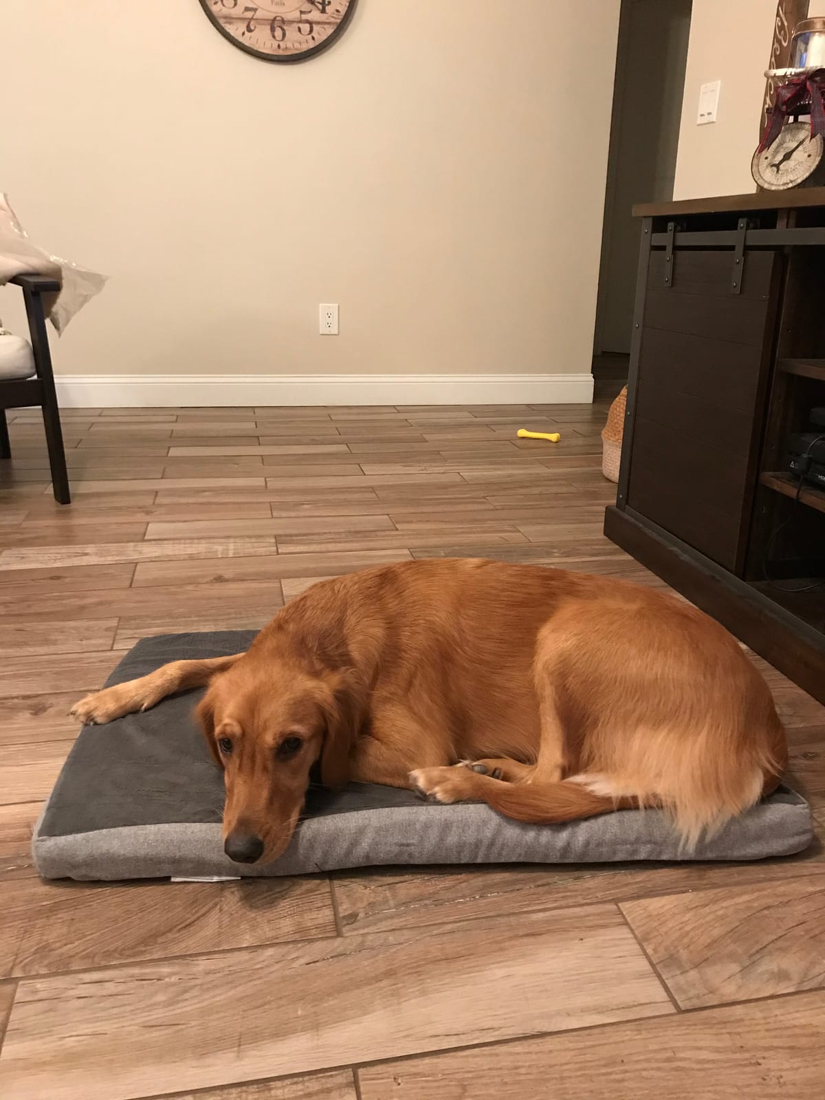 BarkBox Orthopedic Dog Bed - XXL customer photo 2