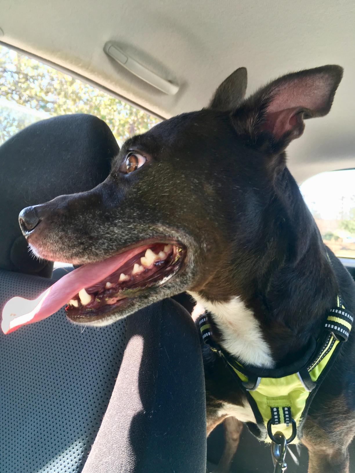 PoyPet No Pull Dog Harness Medium, Reflective Vest with Front Clip & Handle customer photo 1