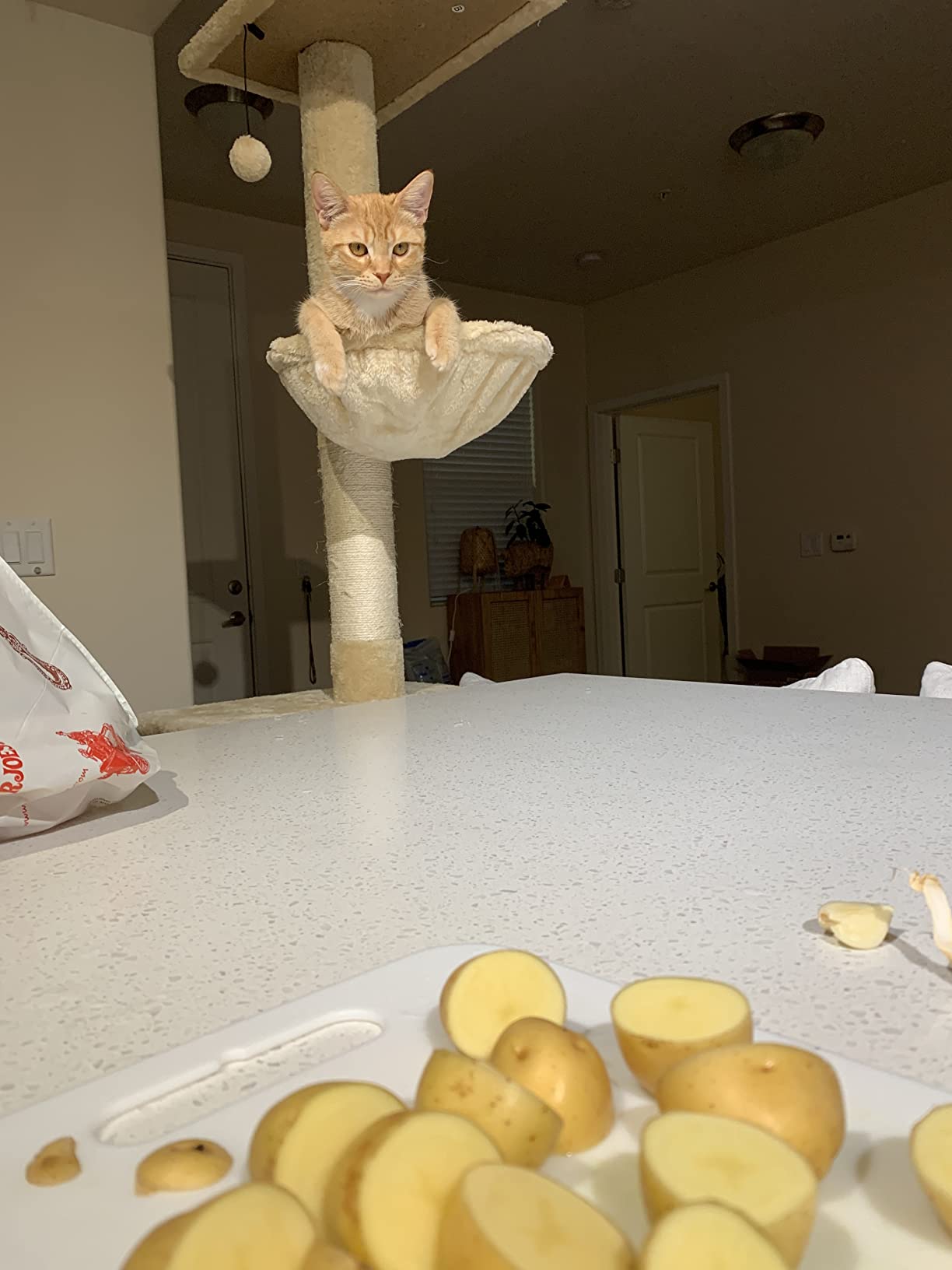 PawHut 102