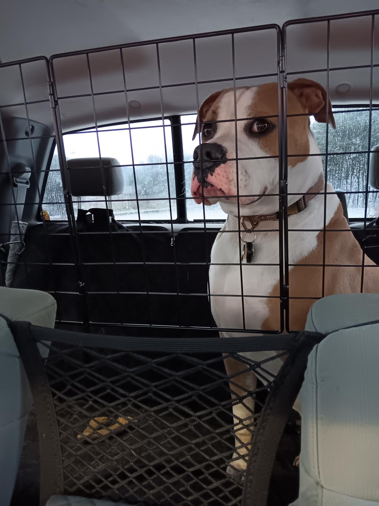 Gtongoko Dog Car Barrier for SUV, Heavy Duty Steel Wire Mesh Pet Divider for Vehicles Adjustable Universal Fit Dog Travel Barrier for Cars Trucks & SUVs, Cargo Area Safety Gate with Elastic Ropes customer photo 2
