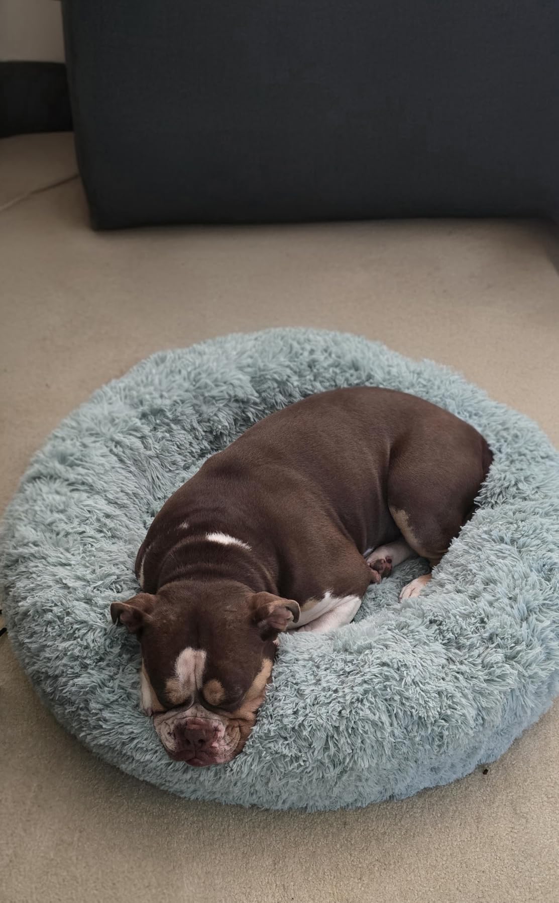 Bedsure Calming Dog Beds Large Sized Dog Donut Washable Pet Bed,36ins Camel customer photo 1
