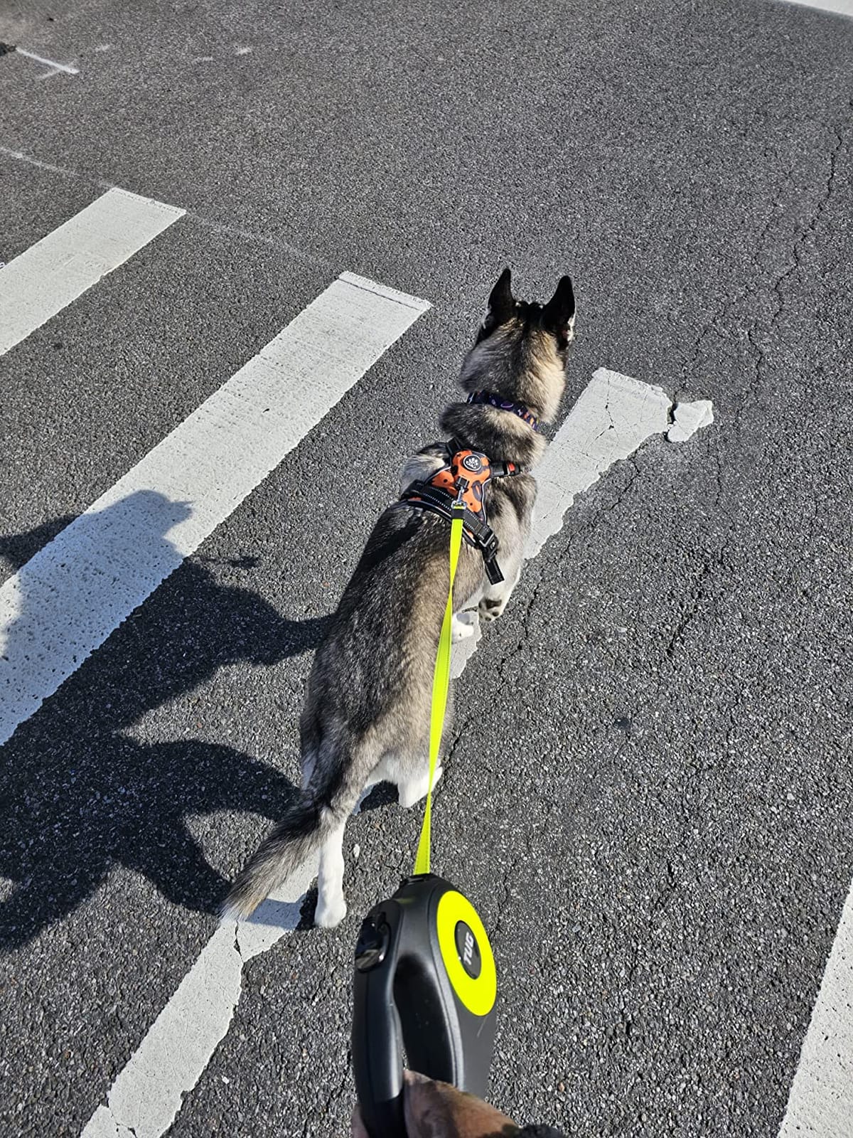 TUG 360° Tangle-Free Reflective Retractable Dog Leash | 16 ft Strong Nylon Tape (Large) customer photo 1