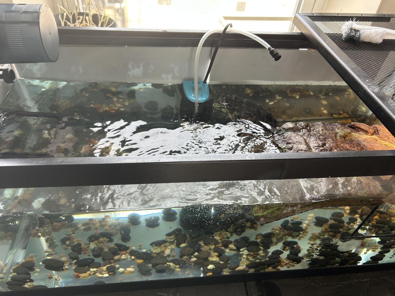 enomol Gravel Vacuum for Aquarium Water Changer Fish Tank Cleaning Tools,Siphon Universal Quick Pump Aquarium Water Changing (50ft) customer photo 1