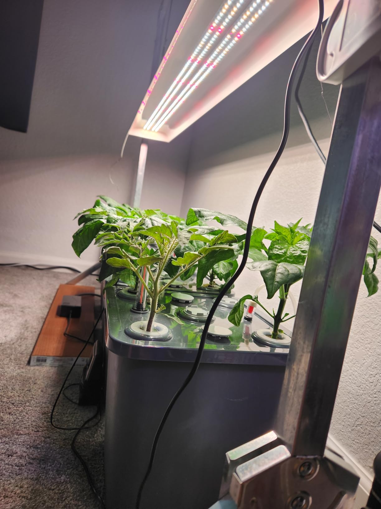 2 Hydroponic Buckets Kit for Plants, Hydroponics Growing System for Herbs/Tomato/Vegetables, DWC System with Air Pump & Germination Tray (Complete Indoor Hydroponic Gardening Supplies) customer photo 2