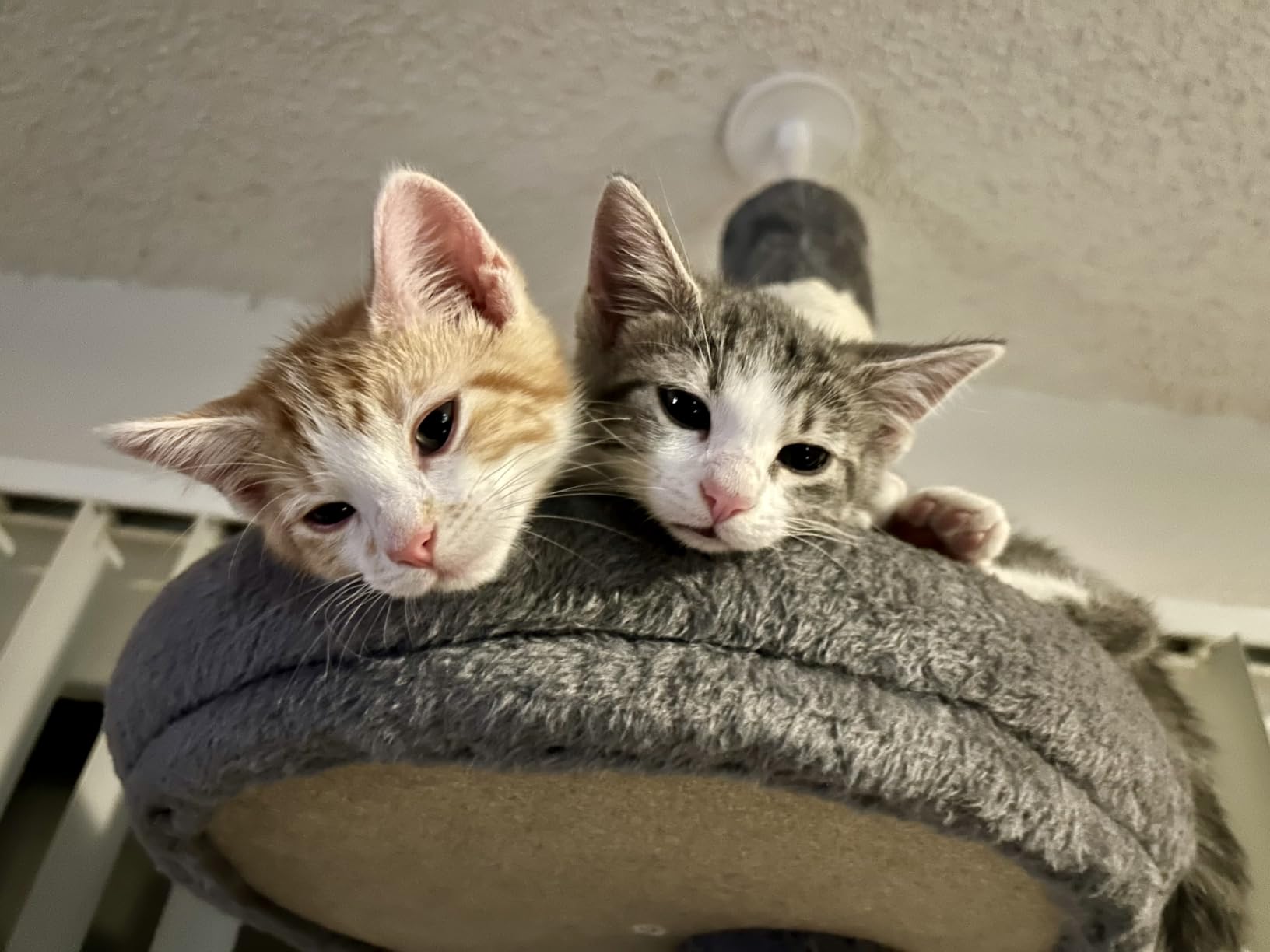 PETEPELA 5-Tier Floor to Ceiling Cat Tree, 95-107In Tall Cat Tower Beige customer photo 1