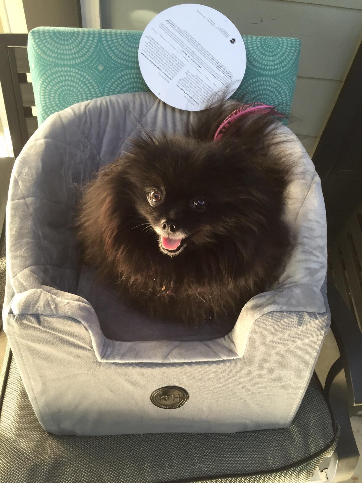 K&H Bucket Booster Dog Car Seat, Cat & Dog Booster Seat, Small Black/Cream customer photo 1