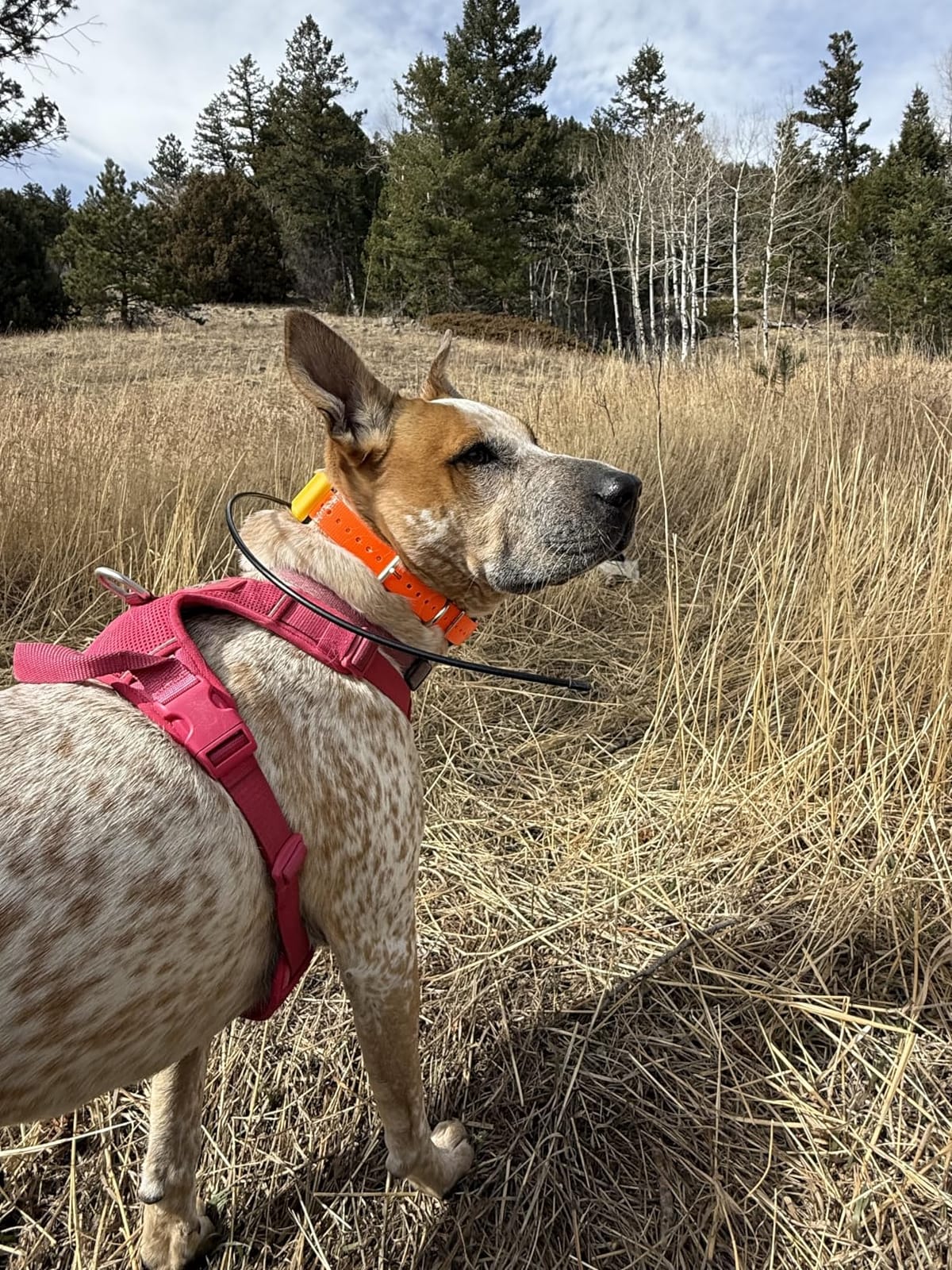 Dogtra Pathfinder 2 - Hunting Ecollar GPS Dog Training Collar with Remote, 9 Mile Range, Tracking & Containment for Medium & Large Dog Breeds, Electric GEO Fence Tracker, Stimulation, Vibration, Tone customer photo 2