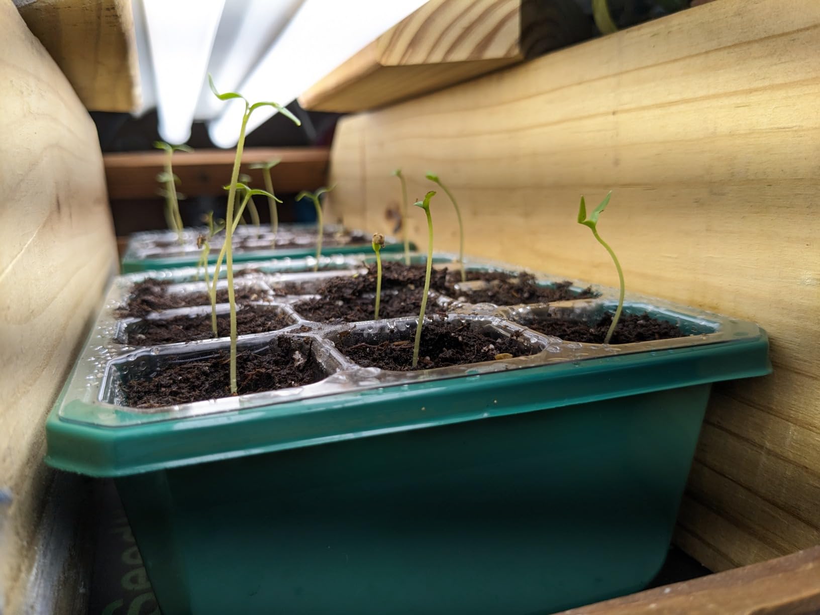 VIVOSUN 6-Pack Seed Starter Trays & 10