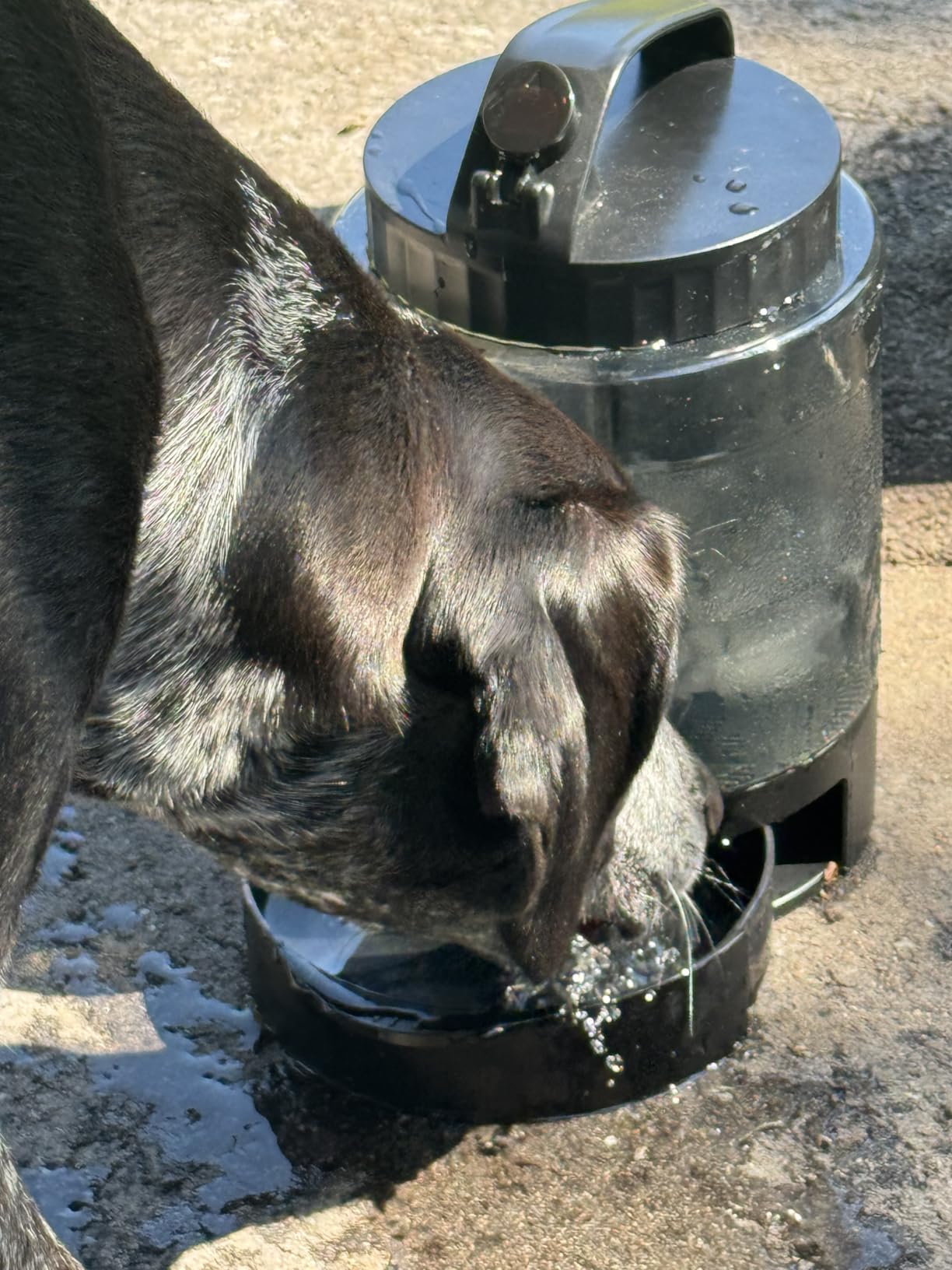 Dog Water Bowl Dispenser 77oz, Large Pet Dog Water Bottle Portable with Pull-Out Travel Water Bowl for Dogs, Portable Water Bowl for Dogs on The Go, Camping Essentials Hiking Traveling Accessories customer photo 1