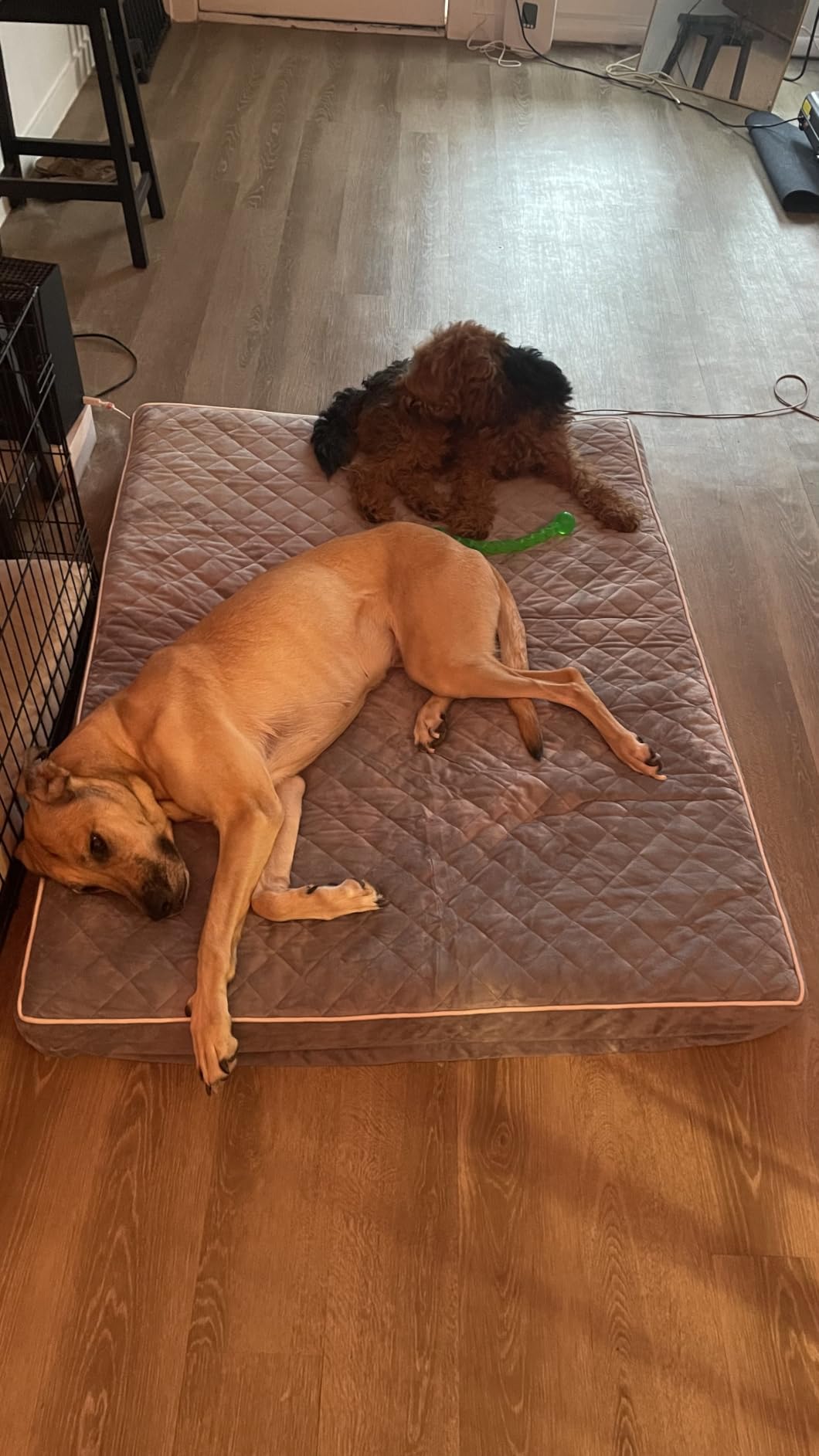 WNPETHOME Orthopedic Waterproof Extra Large Senior Dogs Bed for Comfy Sleep customer photo 1