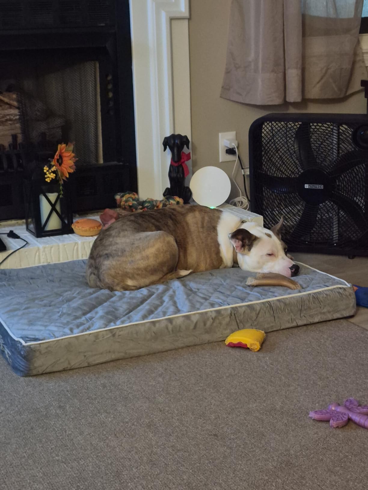 WNPETHOME Orthopedic Waterproof Extra Large Senior Dogs Bed for Comfy Sleep customer photo 2