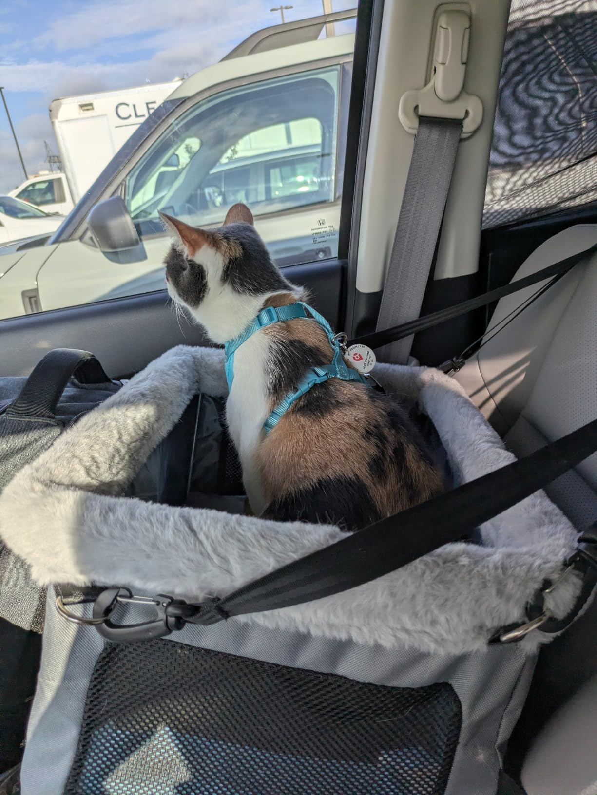JOEJOY Deluxe Dog Booster Seat with Sturdy Metal Frame and Safety Leash for Small Pets up to 20 lbs - Portable Puppy Dog Car Seat with Thick Cushion and Storage Pockets for Small Dogs, Grey customer photo 2