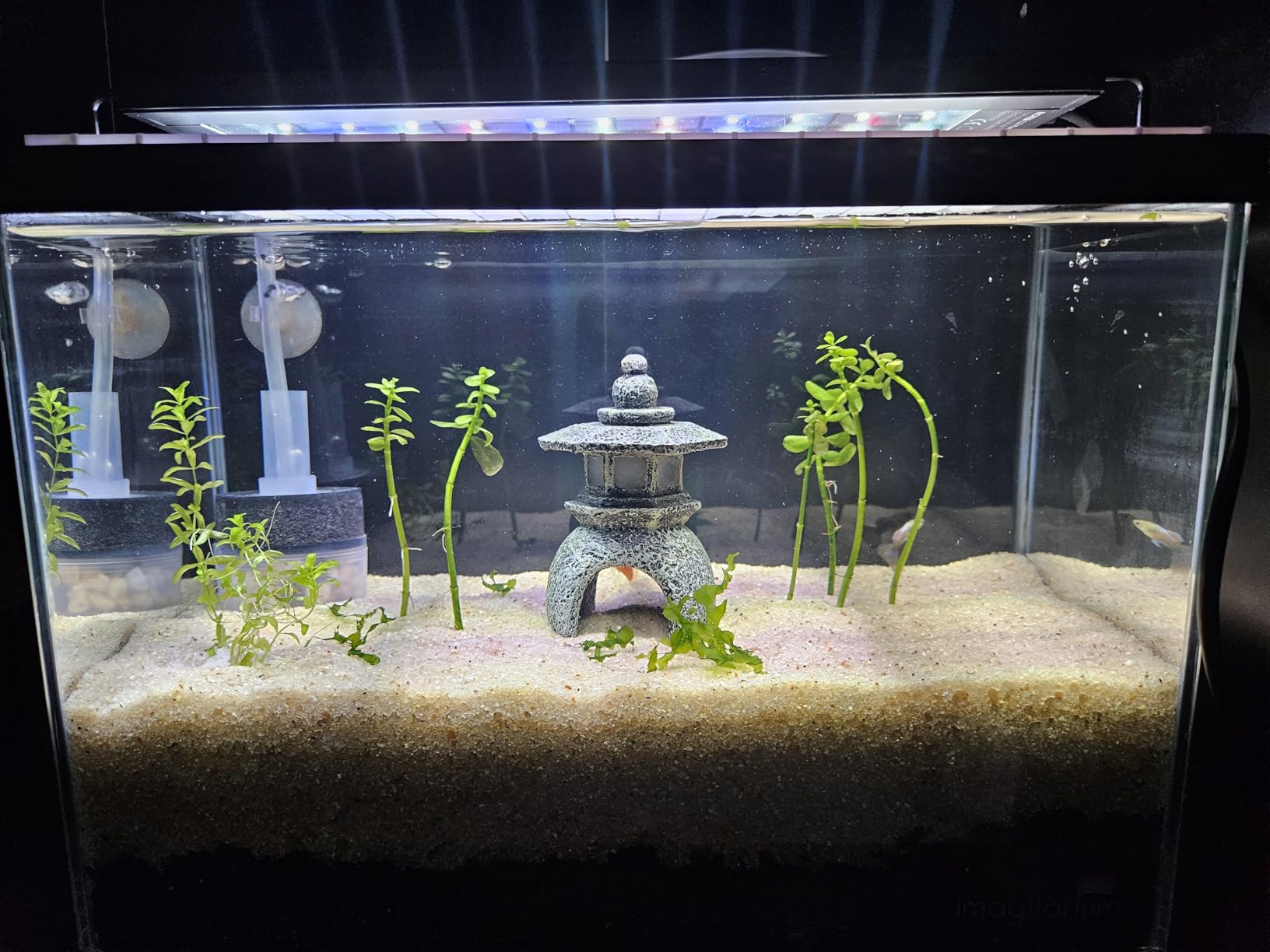 NICREW C10 Plant Aquarium Light, 12-18 in, 9W, Full Spectrum with Timer customer photo 2