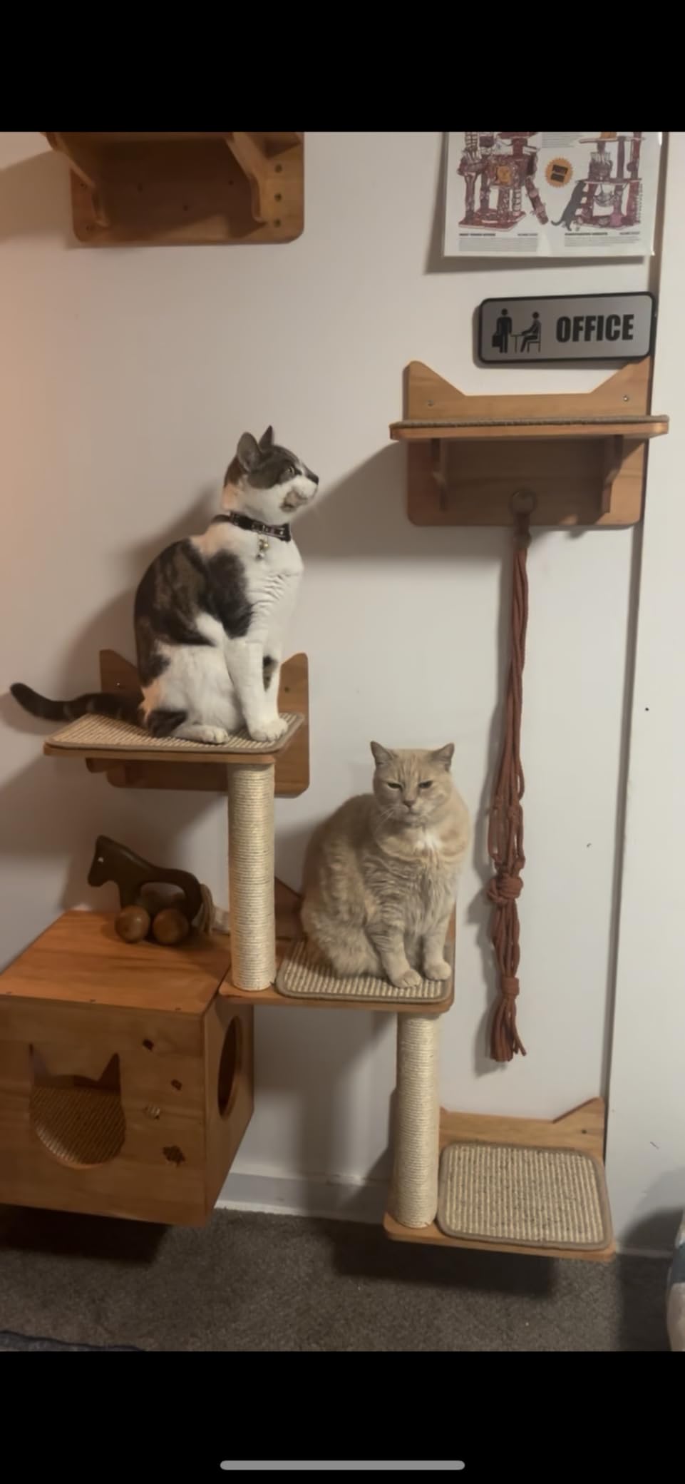 Cat Wall Shelves, 9-Piece Cat Wall Furniture for Large Cats customer photo 2