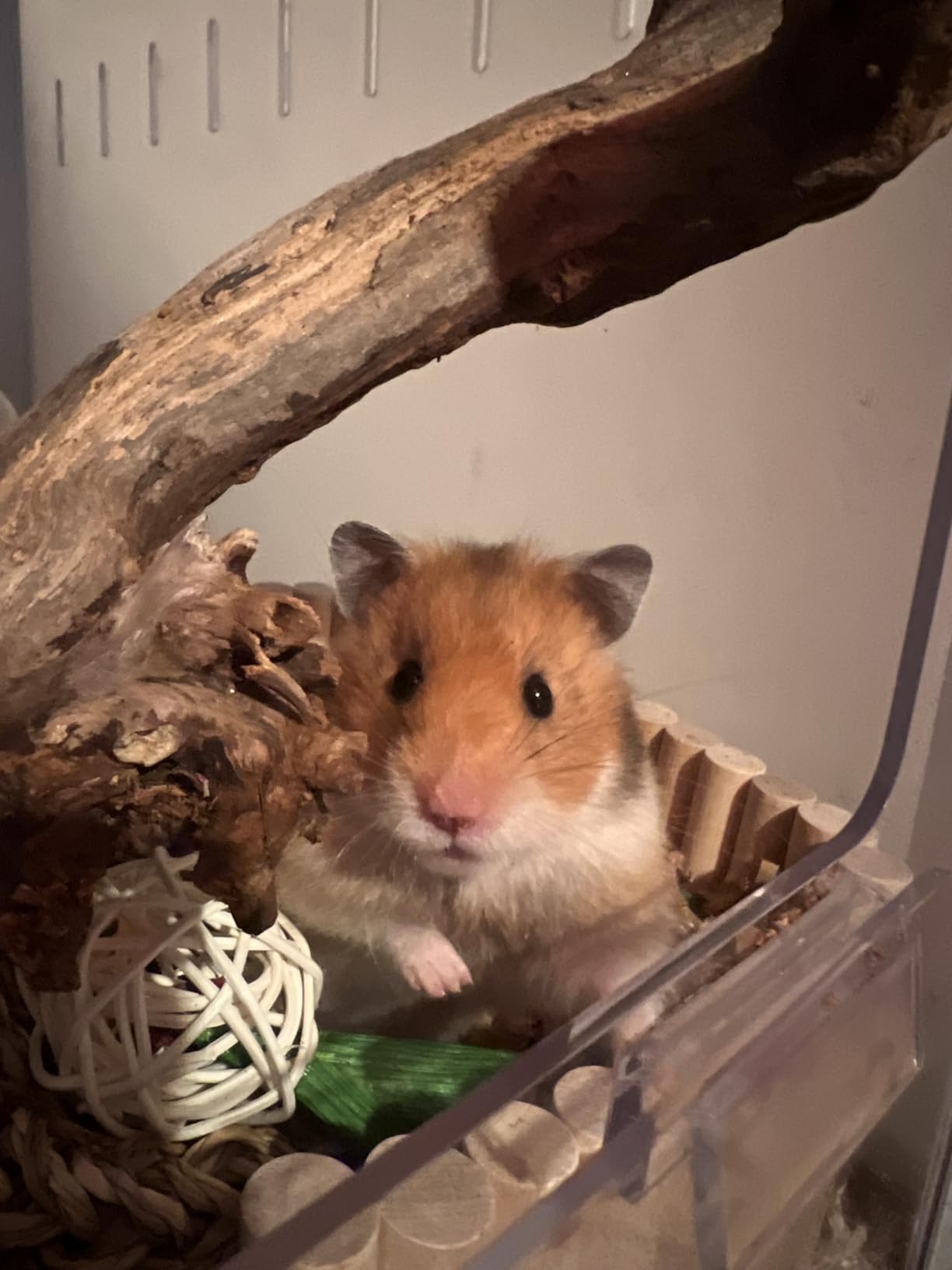 BUCATSTATE Hamster Cage 2.0, Large Hamster Enclosure (39in, White) customer photo 2